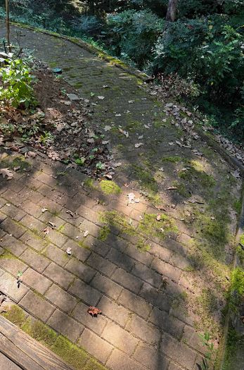 Brick paver walkway before cleaning