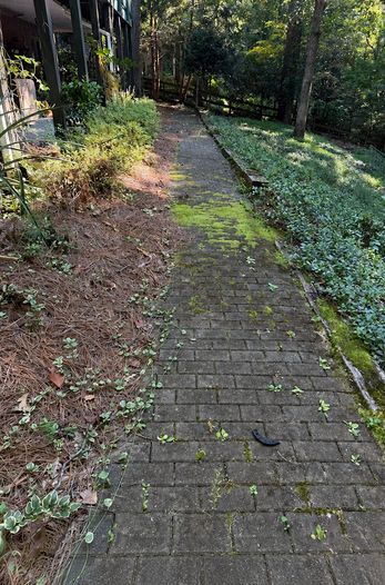 Paver path moss removal before cleaning
